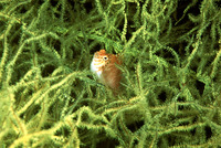 Cirrhitichthys aprinus, Spotted hawkfish: fisheries, aquarium