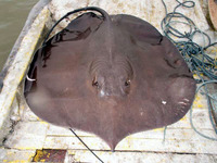 Himantura chaophraya, Freshwater whipray: fisheries, aquaculture, aquarium