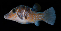 Canthigaster ocellicincta, Shy toby: