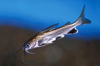 Sciades seemanni, Tete sea catfish: fisheries, aquarium