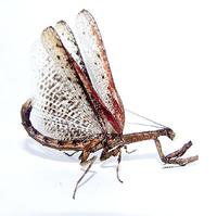 Popa spurca