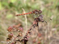 Sympetrum striolatum