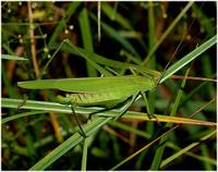 Phaneroptera falcata