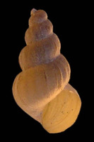 Maackia herderiana