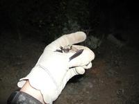 Image of: Myotis californicus (California myotis)