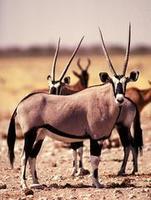 Image of: Oryx gazella (gemsbok)