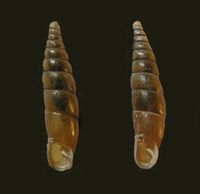Cochlodina cerata opaviensis