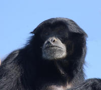 Image of: Symphalangus syndactylus (siamang)