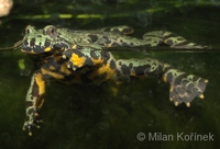 Bombina orientalis - Oriental Firebellied Toad