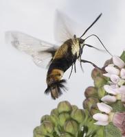 Image of: Hemaris diffinis (snowberry clearwing)