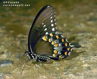 Image of: Papilio troilus (spicebush swallowtail)