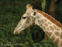 Giraffa camelopardalis angolensis - Angolan Giraffe