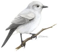 Image of: Cercomela melanura (blackstart)