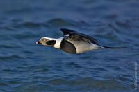 Image of: Clangula hyemalis (long-tailed duck)