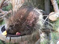 Erethizon dorsatum - North American Porcupine