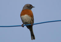 Image of: Prunella rubeculoides (robin accentor)