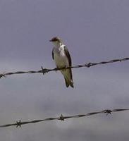 Image of: Riparia riparia (collared sand martin;bank swallow)