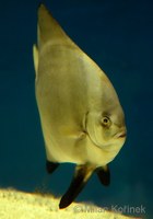 Platax orbicularis - Circular Batfish