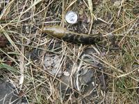 Image of: Ariolimax columbianus (banana slug)