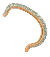 Image of: Epimenia australis