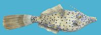 Image of: Aluterus scriptus (scrawled filefish)