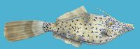 Image of: Aluterus scriptus (scrawled filefish)