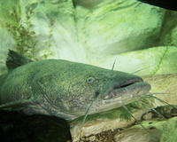 Image of: Pylodictis olivaris (flathead catfish)