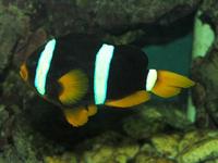 Amphiprion clarkii - Yellowtail clownfish