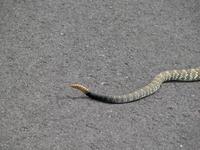 Image of: Crotalus molossus (black-tailed rattlesnake)