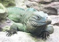 Image of: Cyclura lewisi (Grand Cayman rock iguana)