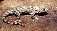 Tarentola mauritanica - Wall Gecko