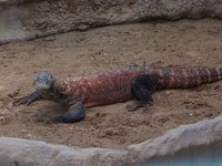 Varanus komodoensis - Komodo Dragon