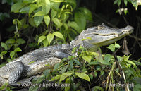 Caiman crocodilus fuscus - Brown Caiman