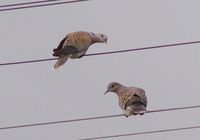 European Turtle Dove - Streptopelia turtur