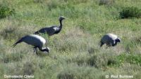 Demoiselle Crane - Grus virgo