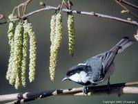 Coal Tit - Parus ater