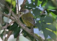 Palawan Striped Babbler - Stachyris hypogrammica