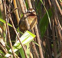 Striped Laughingthrush - Garrulax virgatus