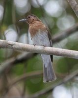 Zamboanga Bulbul - Ixos rufigularis