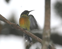 Apo Sunbird - Aethopyga boltoni