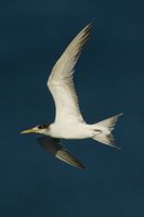 Crested Tern