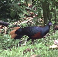 Crested Fireback - Lophura ignita