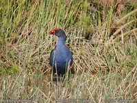 Purple Swamphen - Porphyrio porphyrio