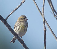 European Serin (Serinus serinus) photo