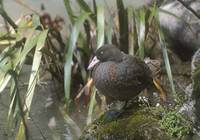 Blue Duck (Hymenolaimus malacorhynchus) photo