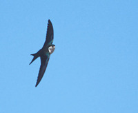 Bahama Swallow (Tachycineta cyaneoviridis) photo