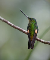 Buff-winged Starfrontlet (Coeligena lutetiae) photo