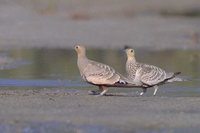 Chestnut-bellied Sandgrouse - Pterocles exustus