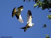Torresian Imperial-Pigeon - Ducula spilorrhoa