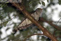 Indian Cuckoo - Cuculus micropterus